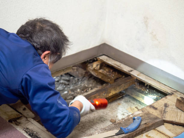 Best Black Mold Remediation in North Lewisburg, OH