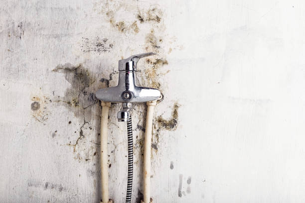 Best Residential Mold Remediation in North Lewisburg, OH