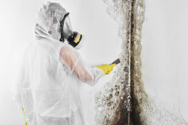 Best Kitchen Mold Remediation in North Lewisburg, OH