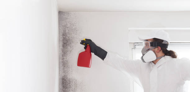 Best Bathroom Mold Remediation in North Lewisburg, OH