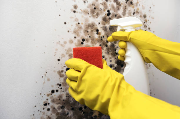 Best Mold Remediation for Specific Building Types in North Lewisburg, OH