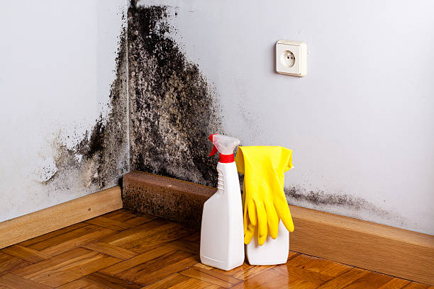 Best Residential Mold Remediation in North Lewisburg, OH
