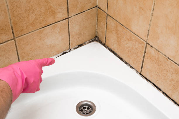Best White Mold Remediation in North Lewisburg, OH